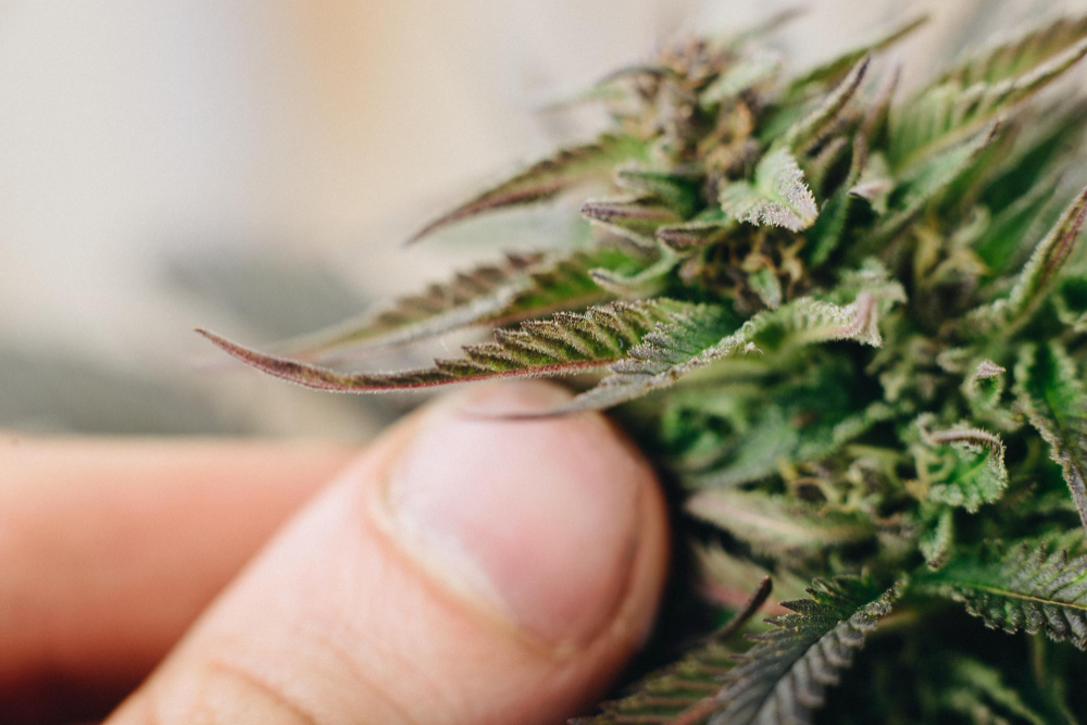 Which Medical Cannabis Strain Is Right For You?