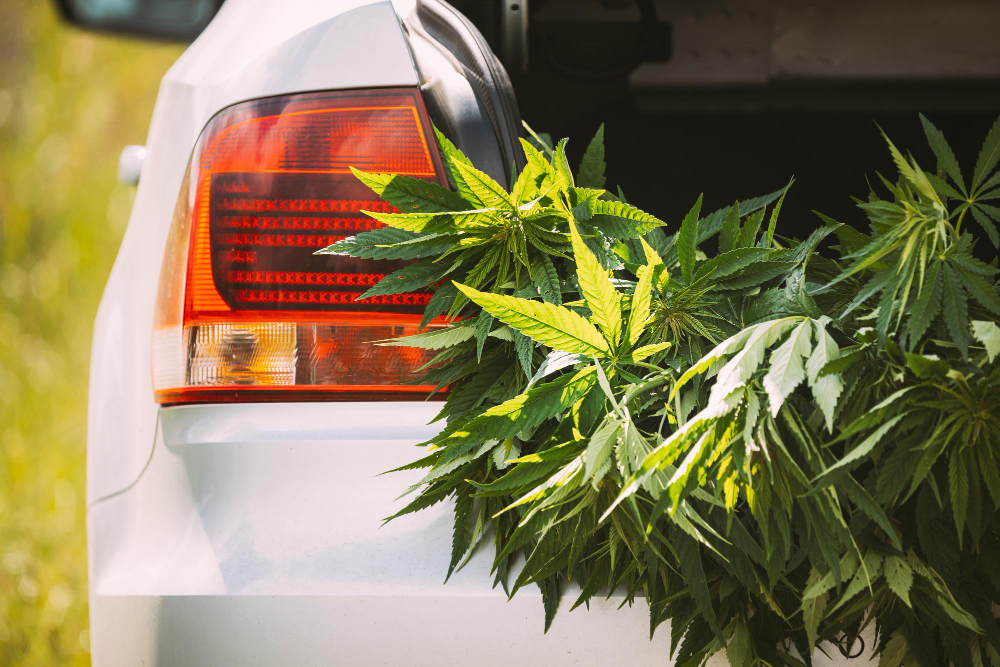 Understanding Marijuana Driving Laws in Florida