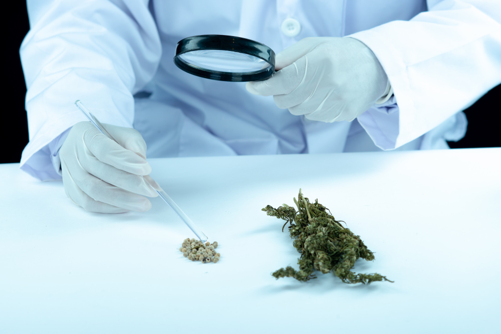 Common Myths About Getting a Medical Marijuana Card in Florida